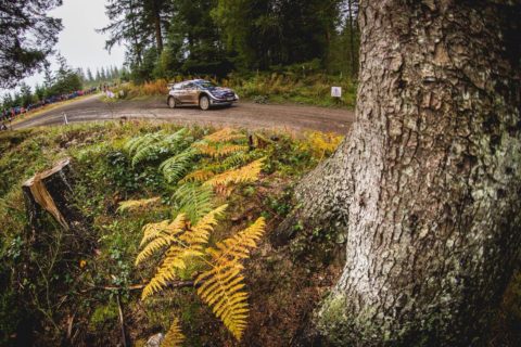 Rajd Wielkiej Brytanii: Tanak nie forsuje tempa, Ogier pręży muskuły