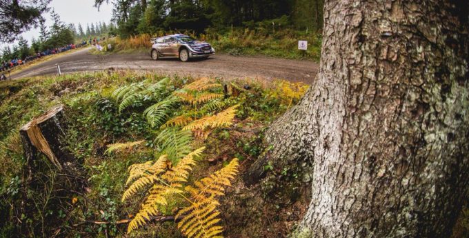Rajd Wielkiej Brytanii: Tanak nie forsuje tempa, Ogier pręży muskuły