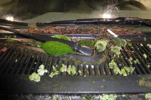 Najbardziej zapuszczone auto na świecie? Policjanci w Dortmundzie w szoku