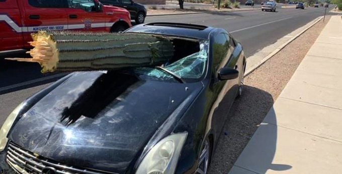 Kaktus wbił się przez przednią szybę do samochodu. Kierowca cudem uniknął śmierci