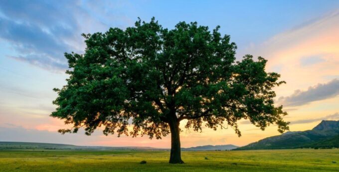 Drzewo przewrócone na samochód?! Sprawdź, co możesz zrobić!