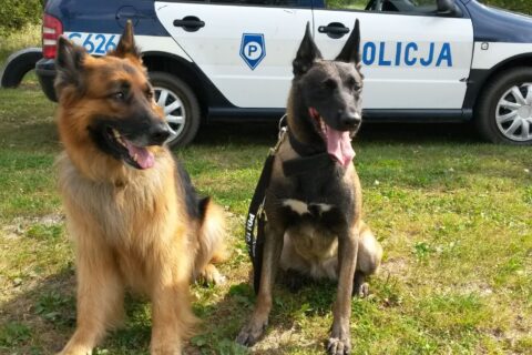 Pies odnalazł ofiary wypadku, które w szoku uciekły w las. Dzięki zwierzęciu jeden z mężczyzn nadal żyje