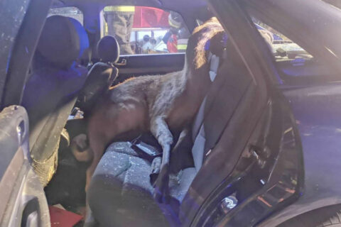 Uderzył w jelenia z takim impetem, że zwierzę wpadło do drugiego samochodu