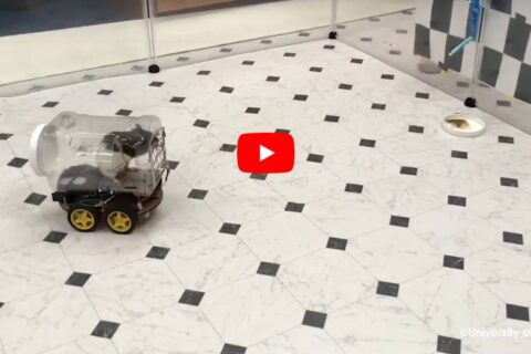 Szczury w laboratorium nauczyły się jeździć samochodami