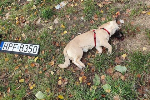 Pies zabity przez auto policji. Radiowóz nawet się nie zatrzymał