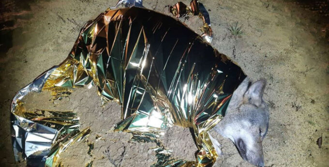 Potrącił wilka, ale nie zostawił go na pewną śmierć