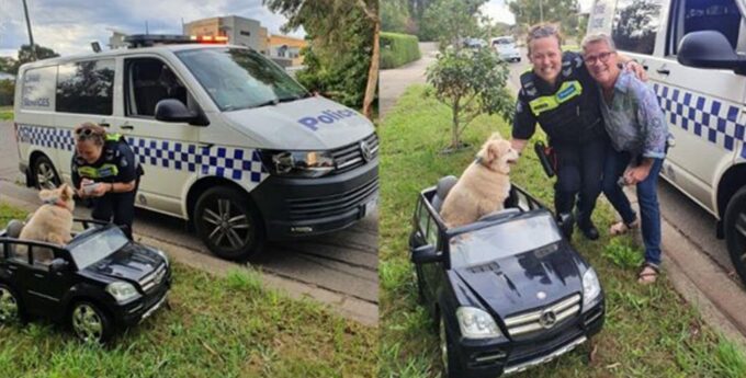 Pies jadący po chodniku Mercedesem-Benz SUV zatrzymany przez policję. Szczęśliwie uniknął kary