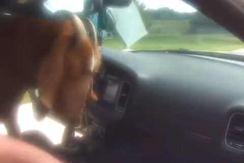 włochaty-wandal-policja-radiowóz