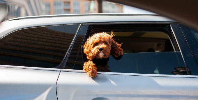 własny samochód auto polityka unia europejska
