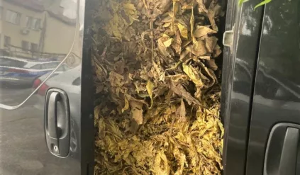 Upchał do Opla 750 kg nielegalnego tytoniu. Susz „wylewał” się z auta drzwiami i oknami