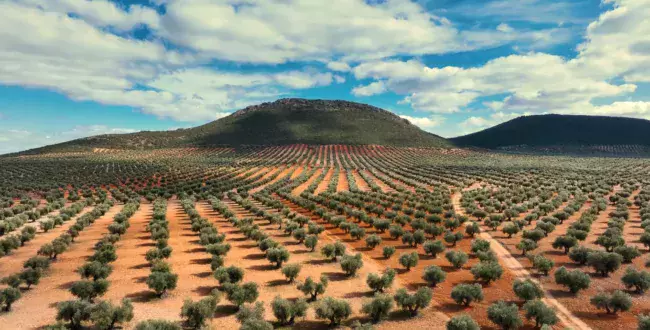 Ford stworzy przyszłe komponenty z gałązek oliwnych? Testy napawają optymizmem, a przy okazji rozbudzają ciekawość