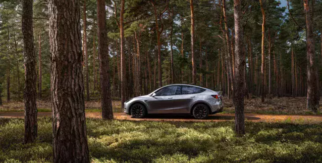 Tesla Model Y na leśnej drodze