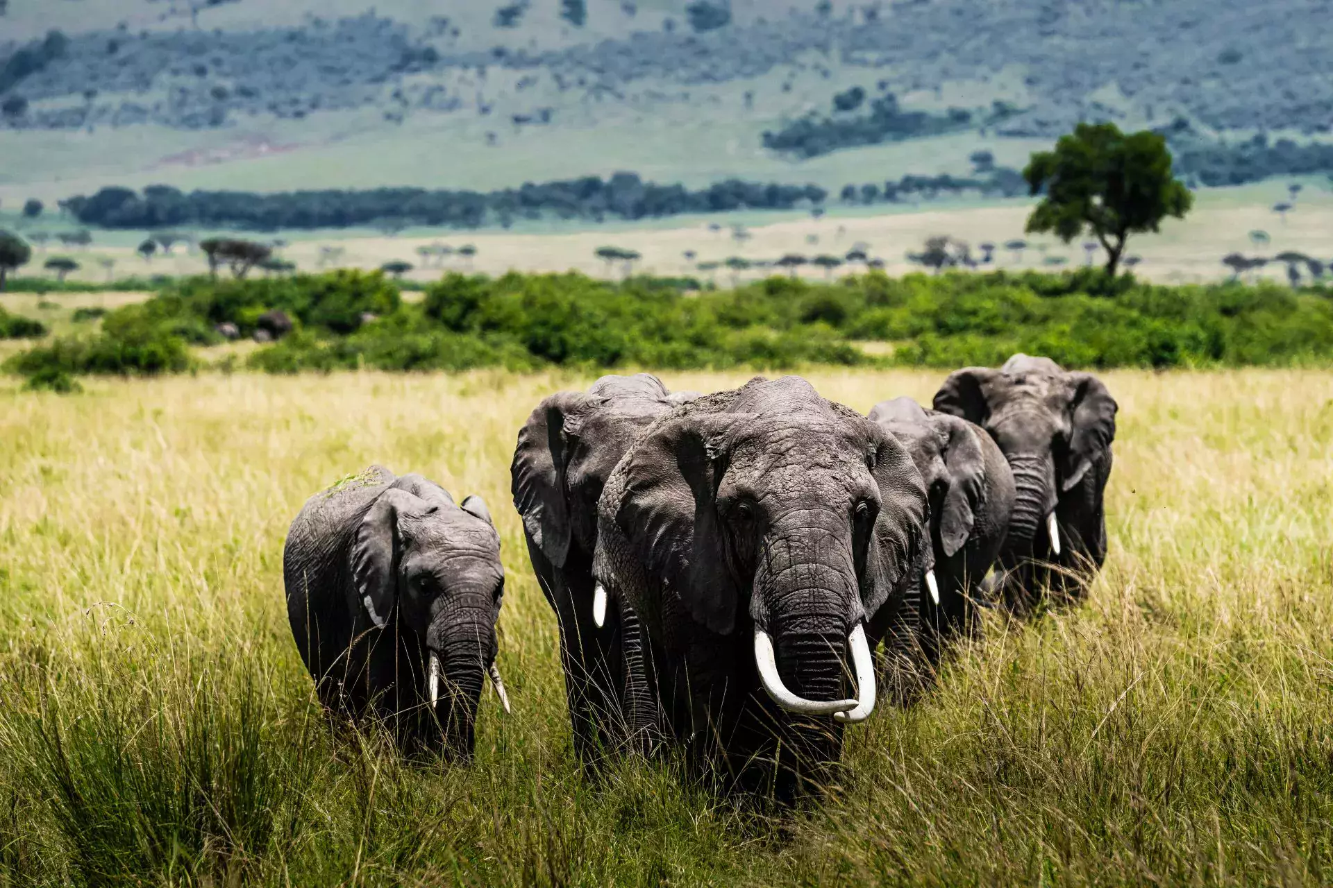 WRC Rajd Safari historia