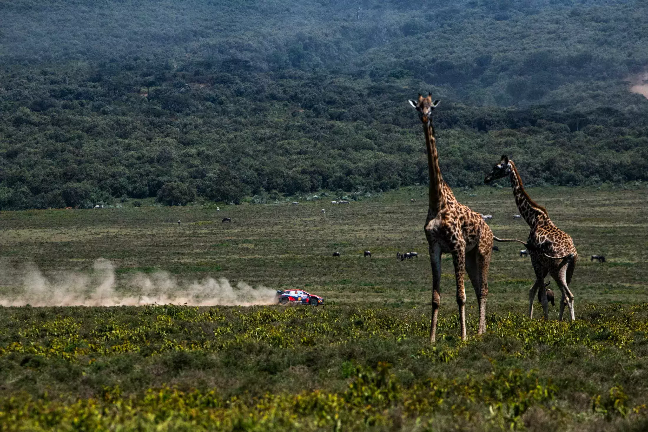 Rajd Safari WRC Kenia