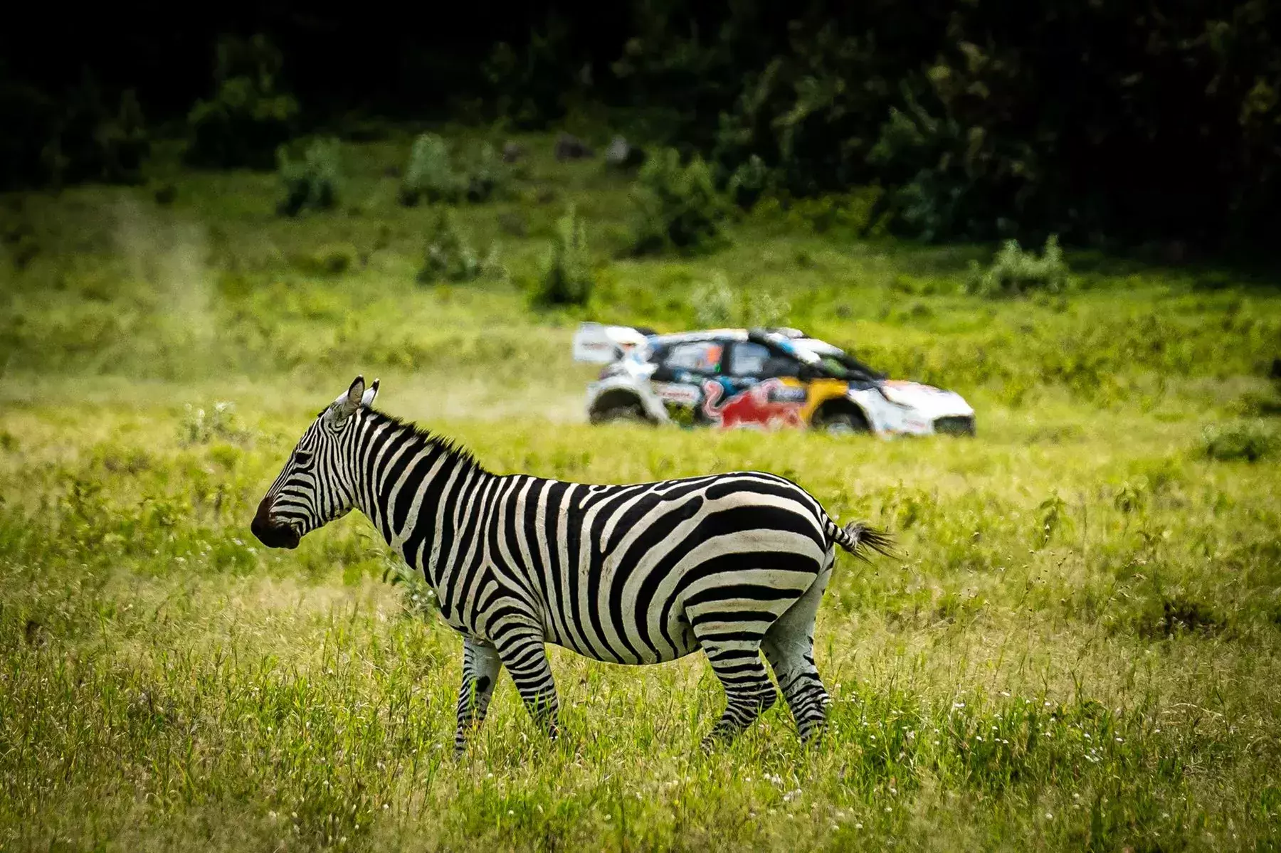 Rajd Safari 2024 / WRC / zebra/ Ford Puma Rally1