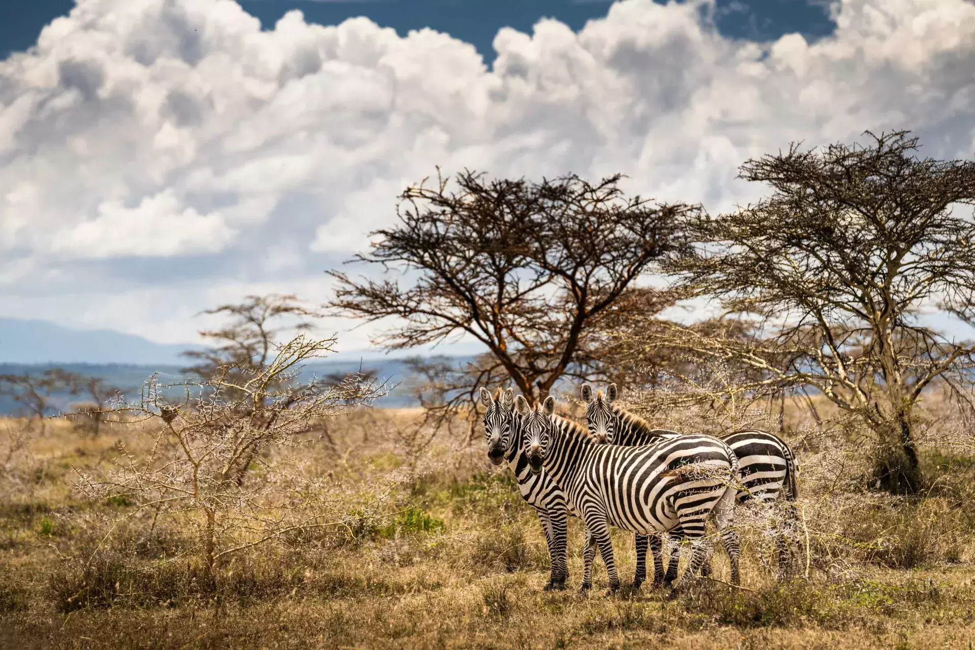 wrc rajd safari zebry zebra