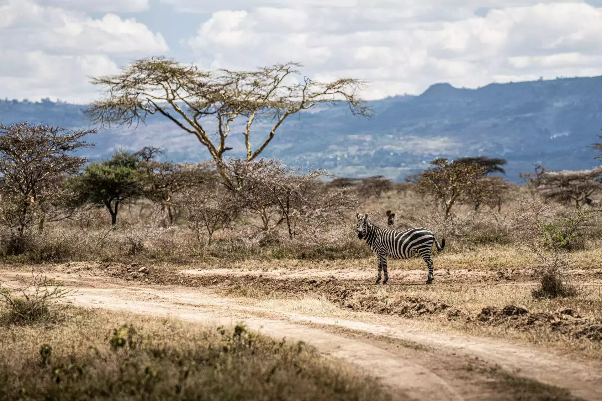 wrc rajd safari zebry zebra