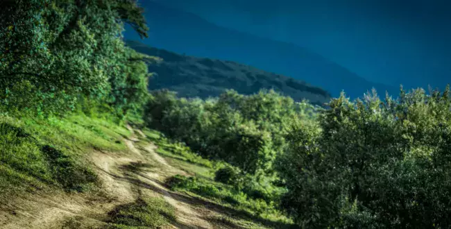 wrc rajd safari zebry zebra