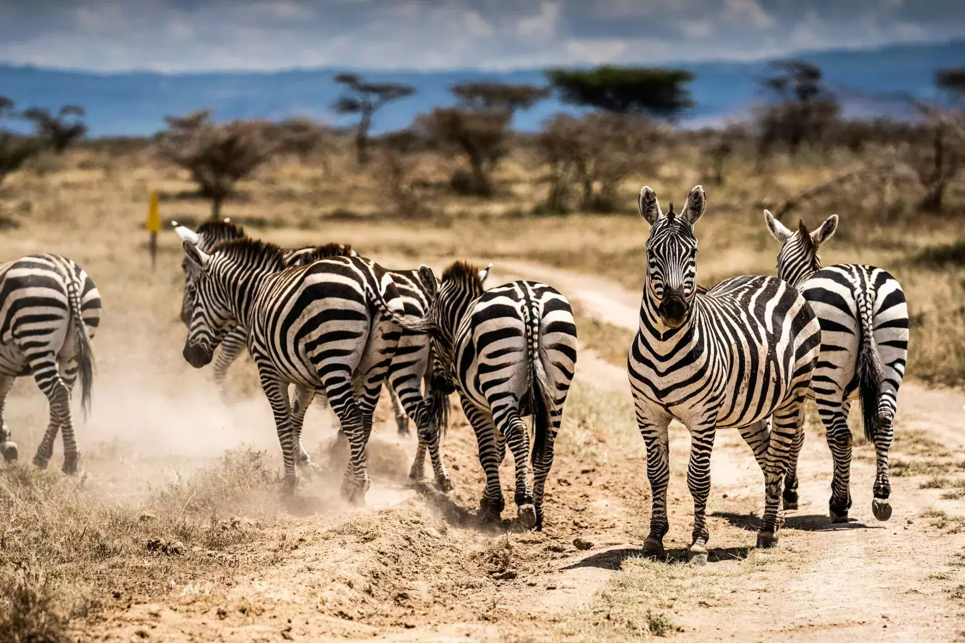 wrc rajd safari zebry zebra