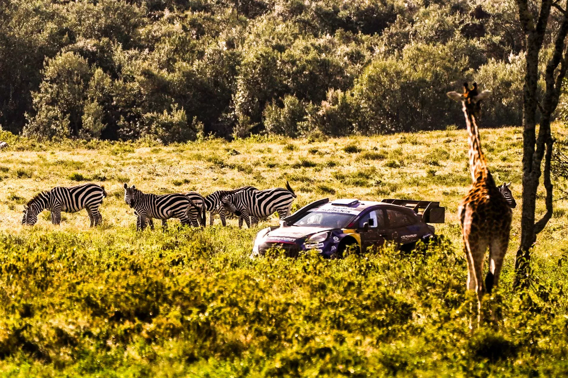 WRC Rajd Safari Kenii Kenia rajdy samochodowe mistrzostwa świata