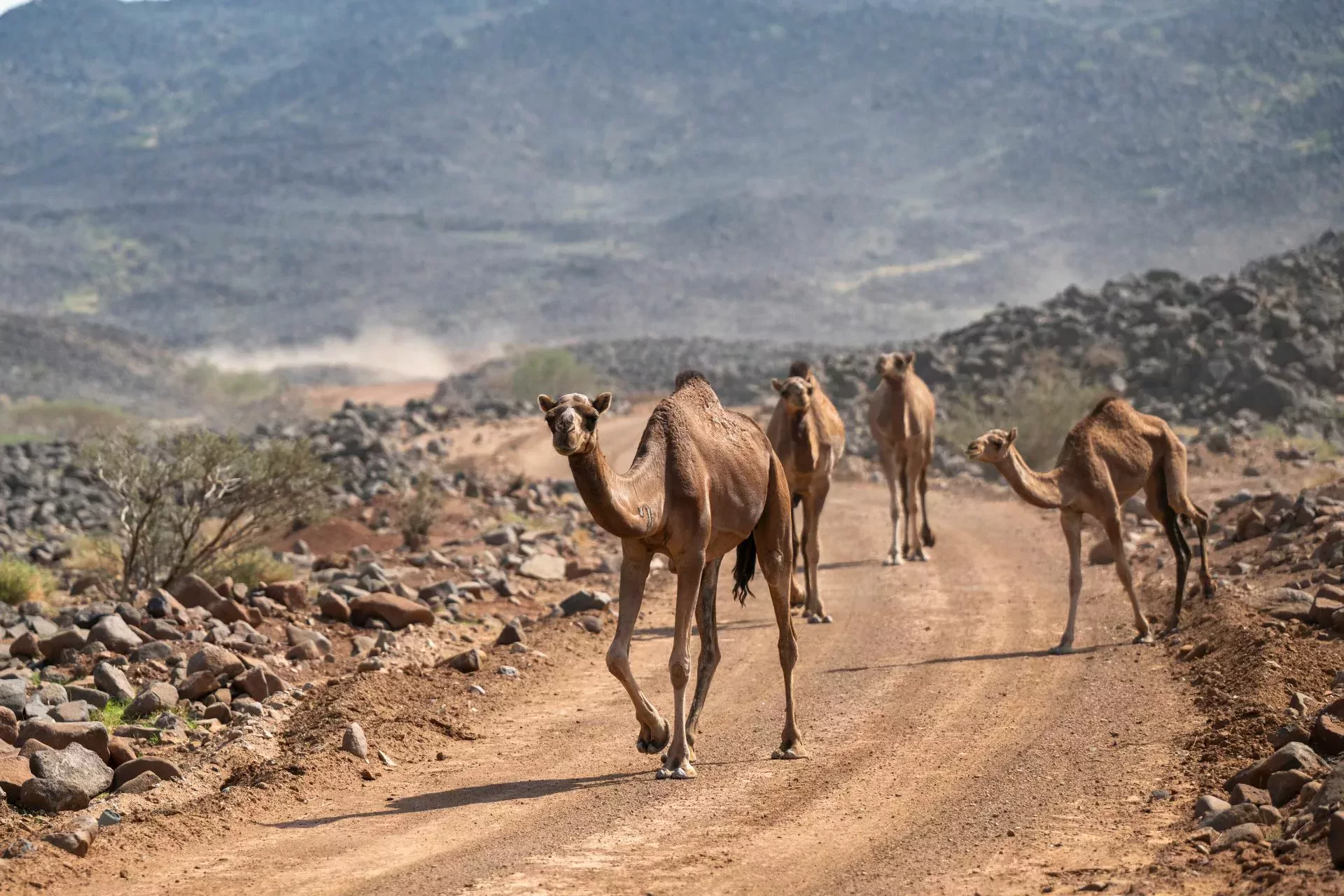 Rajd Arabii Saudyjskiej WRC Ogier Rovanpera Evans harmonogram kajetanowicz Polacy